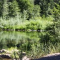Invasive Species Management: Protecting the Feather River Ecosystem