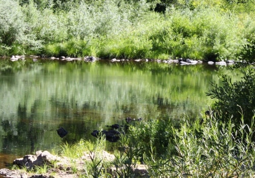 Invasive Species Management: Protecting the Feather River Ecosystem